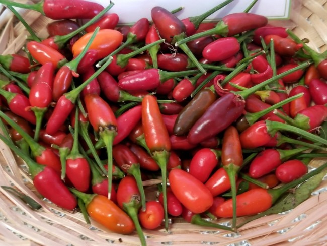 Thai Hot Chili Pepper (Capsicum annuum) - Annie's Heirloom Seeds