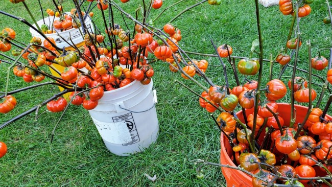 Pumpkin on a Stick (Chinese Scarlet Eggplant) - 10 Seeds