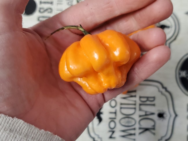 Orange Freeport Scotch Bonnet Chile Peppers Information and Facts