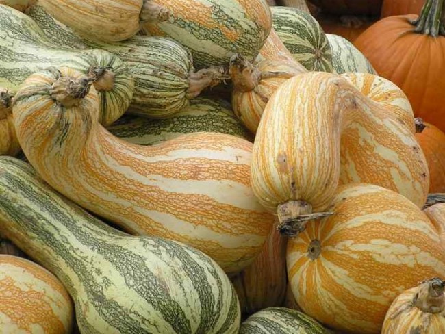 Cushaw Pumpkin 'Green Striped Cushaw' Seeds (Certified Organic ...