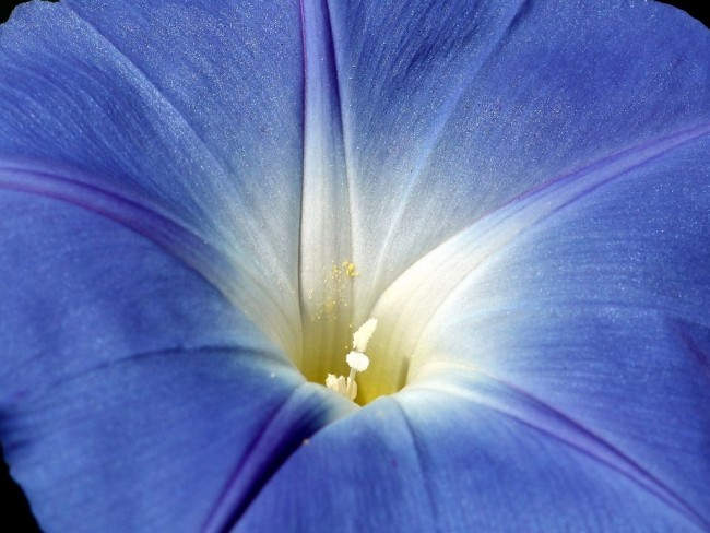 Morning Glory 'Heavenly Blue' Seeds (Certified Organic) | Garden Hoard ...