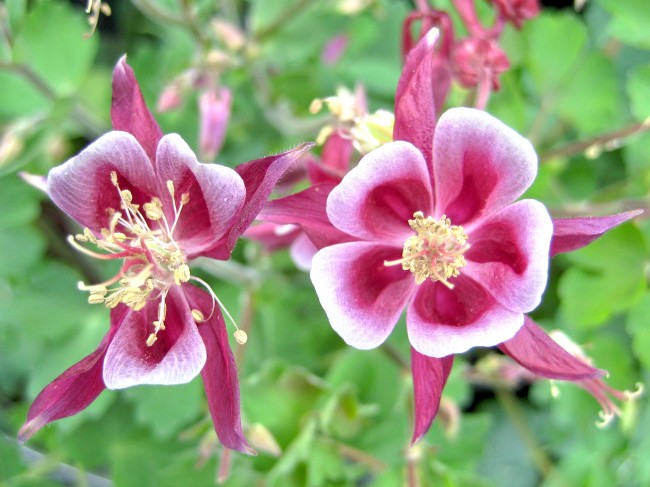 Pink and White Columbine Seeds (Certified Organic)  Garden Hoard – Certified  Organic Heirloom Seeds – Grown in Michigan by Renegade Acres