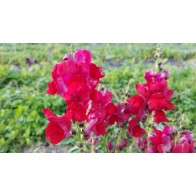 Snapdragon Mixed Colors Seeds (Certified Organic)