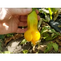 Hot Pepper ‘Erotica Orange' Seeds (Certified Organic)