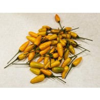 Hot Pepper ‘Yellow Pequin’ Seeds (Certified Organic)