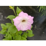 Petunia, Pink and Purple Mix Seeds (Certified Organic)