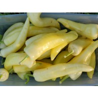 Sweet Pepper ‘Sweet Sunset F2’ Seeds (Certified Organic)