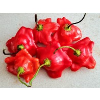 Hot Pepper ‘Balloon’ AKA ‘Bishop’s Crown’ Seeds (Certified Organic)