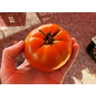 Tomato 'Wisconsin 55' Seeds (Certified Organic)