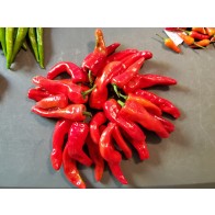 Sweet Pepper 'Melrose’ Seeds (Certified Organic)
