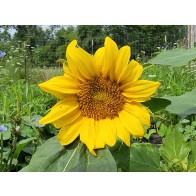 Sunflower 'Dwarf Sunny' Seeds (Certified Organic)