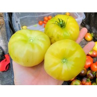 Tomato 'Mandarina Yellow' Seeds (Certified Organic)