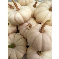 Pumpkin 'Baby Boo' Seeds (Certified Organic)