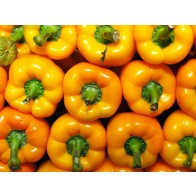 Bell Pepper 'Golden California Wonder' Seeds (Certified Organic)