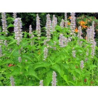 Anise Hyssop 'Blue Licorice' Seeds (Certified Organic)