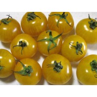 Tomato 'Ester Hess Yellow Cherry' Seeds (Certified Organic)