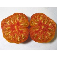 Tomato 'Northern Lights' Seeds (Certified Organic)