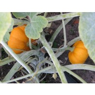 Pumpkin 'Jack Be Little' Seeds (Certified Organic)