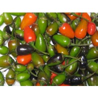 Hot Pepper ‘Tepin’ Seeds (Certified Organic)