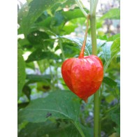 Red Chinese Lantern Seeds (Certified Organic)