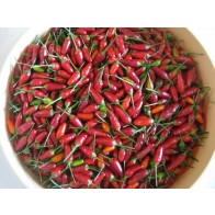 Hot Ornamental Pepper ‘Christmas' Seeds (Certified Organic)