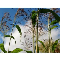 Multi-Color Broom Corn Seeds (Certified Organic)