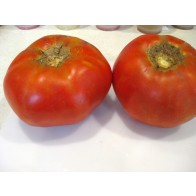 Tomato 'Garden Leader Monster' Seeds (Certified Organic)