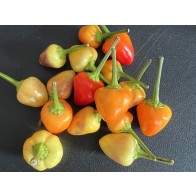 Hot Ornamental Pepper 'Pyramid' Seeds (Certified Organic)