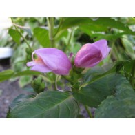Purple Turtlehead Seeds (Certified Organic)