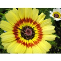 Tricolor Daisy Mixed Color Seeds (Certified Organic)