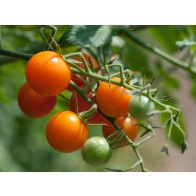 Tomato 'Sungold F2' Seeds (Certified Organic)