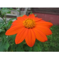 Mexican Sunflower 'Orange Torch' Seeds (Certified Organic)