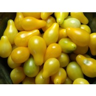 Tomato 'Yellow Pear' Seeds (Certified Organic)