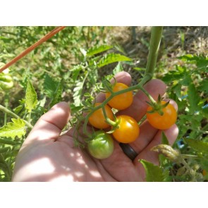 Tomato 'Small Gold Cherry'