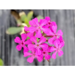 Catchfly/Cottage Pinks/Chimney Pinks Seeds (Certified Organic)