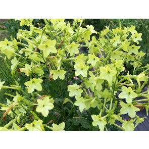 Flowering Tobacco, Lime Green and White Mix