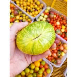 Tomato 'Pineapple Pig' Seeds (Certified Organic)