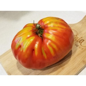 Tomato 'Uncle Johnny's Giant' 