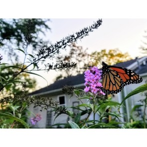 Purple Butterfly Bush AKA Summer Lilac Seeds (Certified Organic)