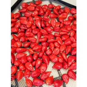 Hot Pepper ‘Inca Red Drop’ Seeds (Certified Organic)