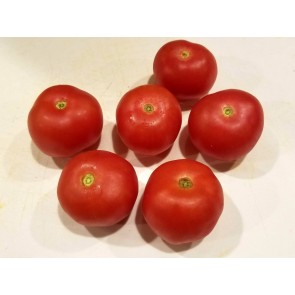 Tomato 'Bola Macizo' Seeds (Certified Organic)