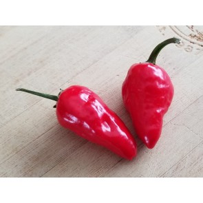 Hot Pepper ‘Hinkelhatz Chicken Heart’ 