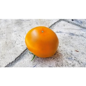 Tomato 'Thorburn's Terra Cotta' Seeds (Certified Organic)