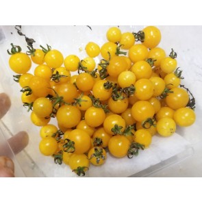 Tomato 'Burgess Lemon' Plant (4" Pot, single)