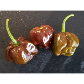 Hot Pepper ‘Chocolate Scotch Bonnet’ Seeds (Certified Organic)