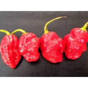 Hot Pepper ‘Trinidad 7 Pot’