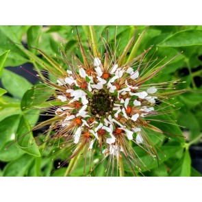 Spider Flower, Cleome marshallii 'White Spider' Seeds (Certified Organic)