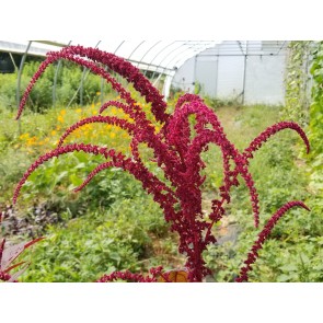 Amaranth 'Intense Purple' Seeds (Certified Organic)