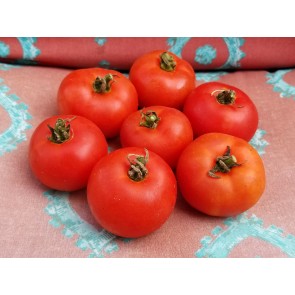 Tomato 'Norduke' 