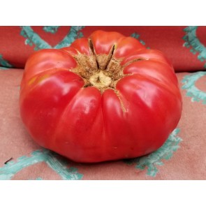 Tomato 'Rufus Carrigan's Mexican Pink'
